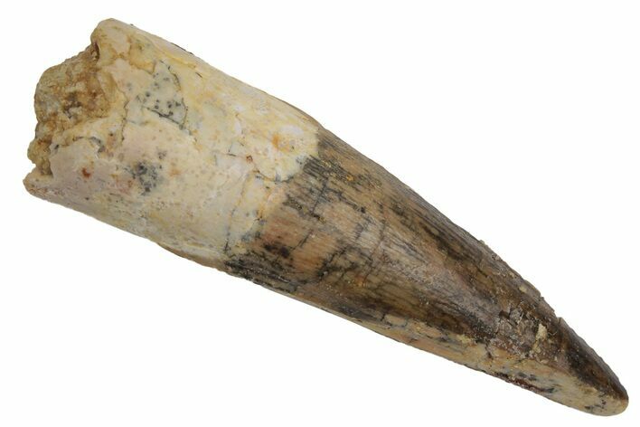 Fossil Spinosaurus Tooth - Real Dinosaur Tooth #215393